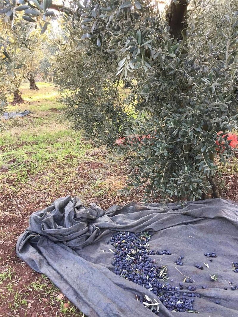 Bursa Nilüfer Gölyazı Da Satılık 6250 M2 Göle Cephe Tarla 12.000.000 Tl - Görsel 4