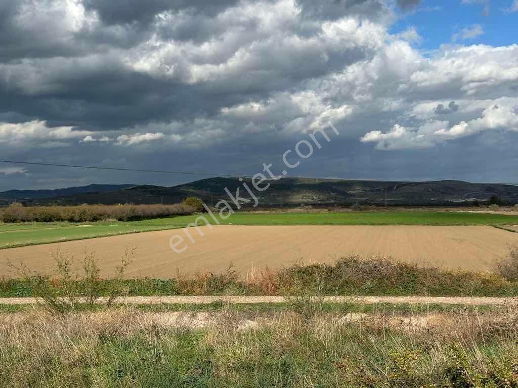 Menemen Kesikköy De Satılık Verimli Tarla - Görsel 4