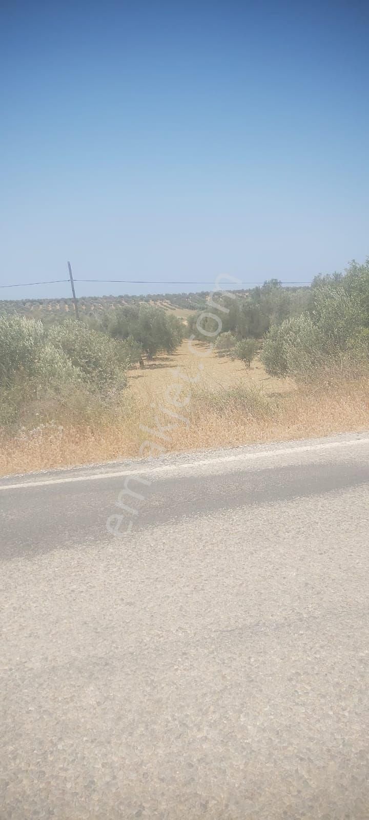 Sahibinden Satılık Asfalta Sıfır Zeytinlik - Görsel 13