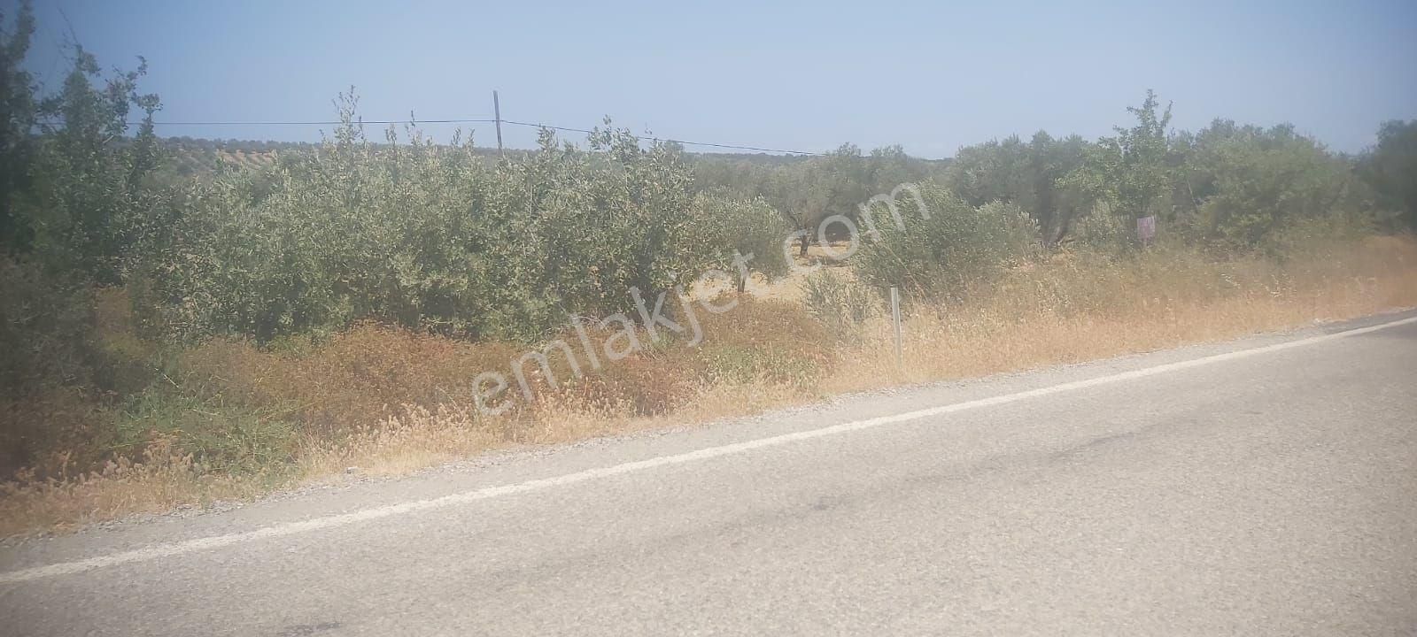Sahibinden Satılık Asfalta Sıfır Zeytinlik - Görsel 14