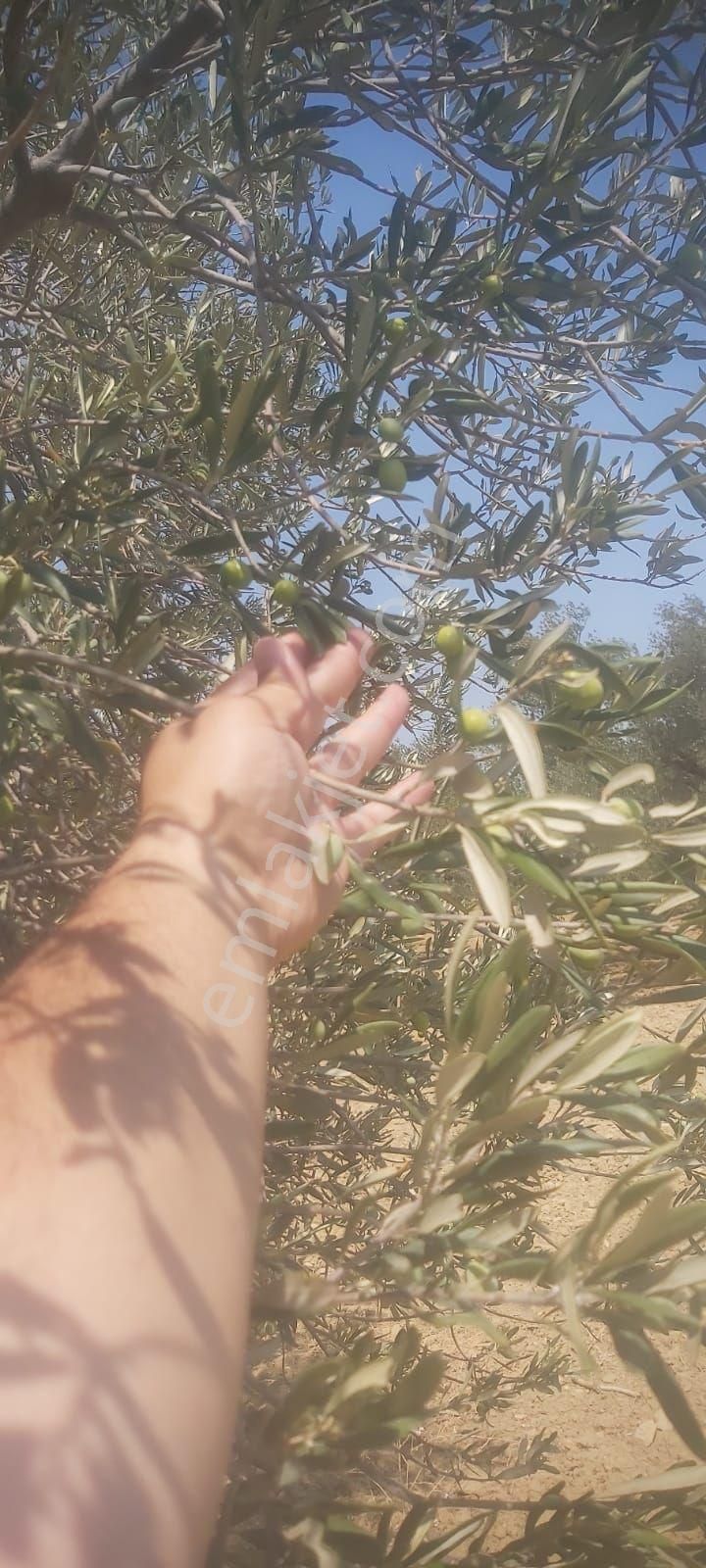Sahibinden Satılık Asfalta Sıfır Zeytinlik