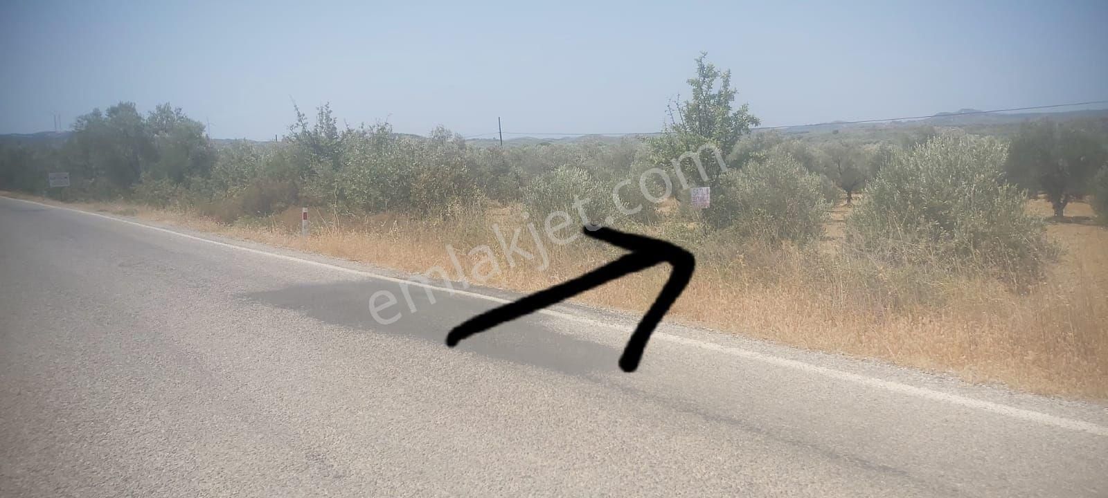 Sahibinden Satılık Asfalta Sıfır Zeytinlik - Görsel 11