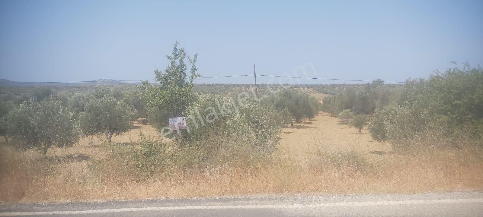 Sahibinden Satılık Asfalta Sıfır Zeytinlik - Görsel 15
