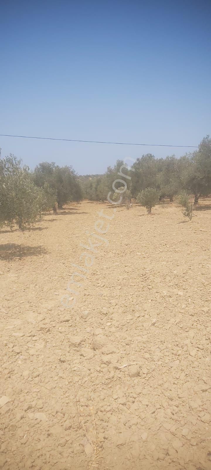 Sahibinden Satılık Asfalta Sıfır Zeytinlik - Görsel 12