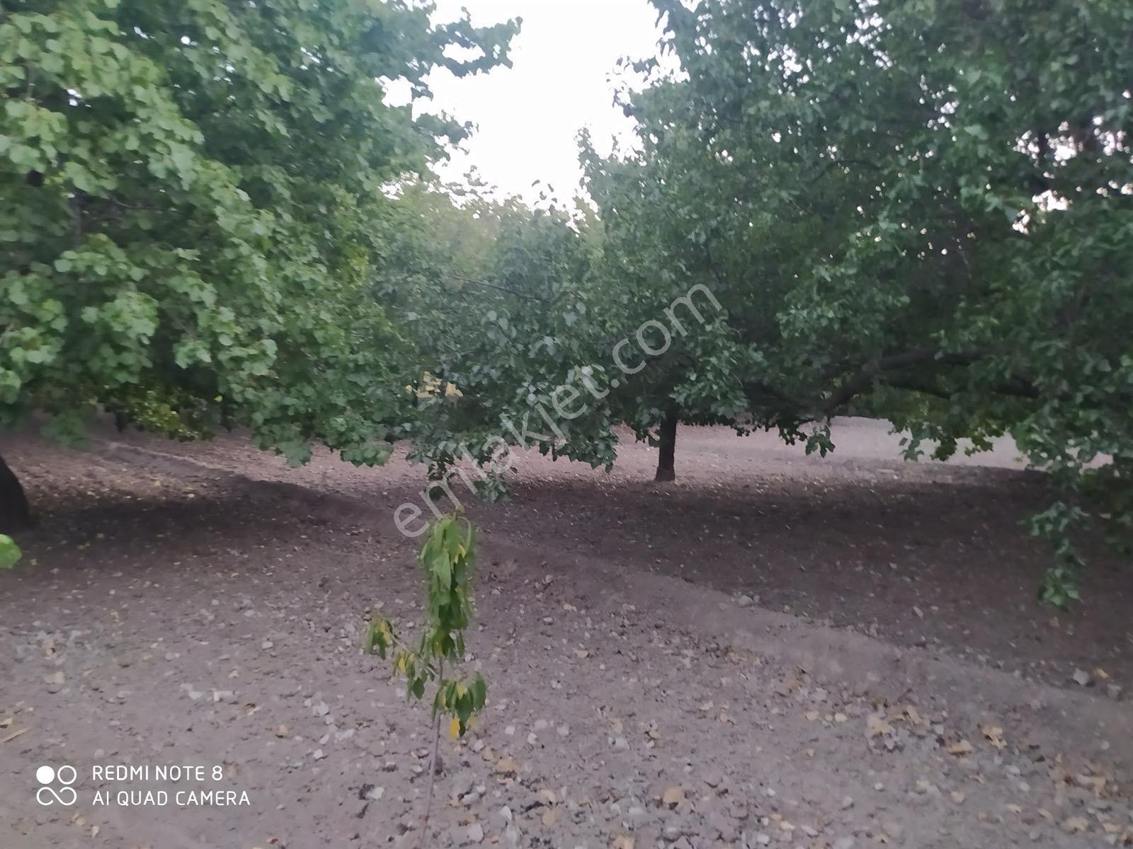 Yeşilhisar Hacılımezarlığı Mevki İçinde Evi Olan Satılık Tarla