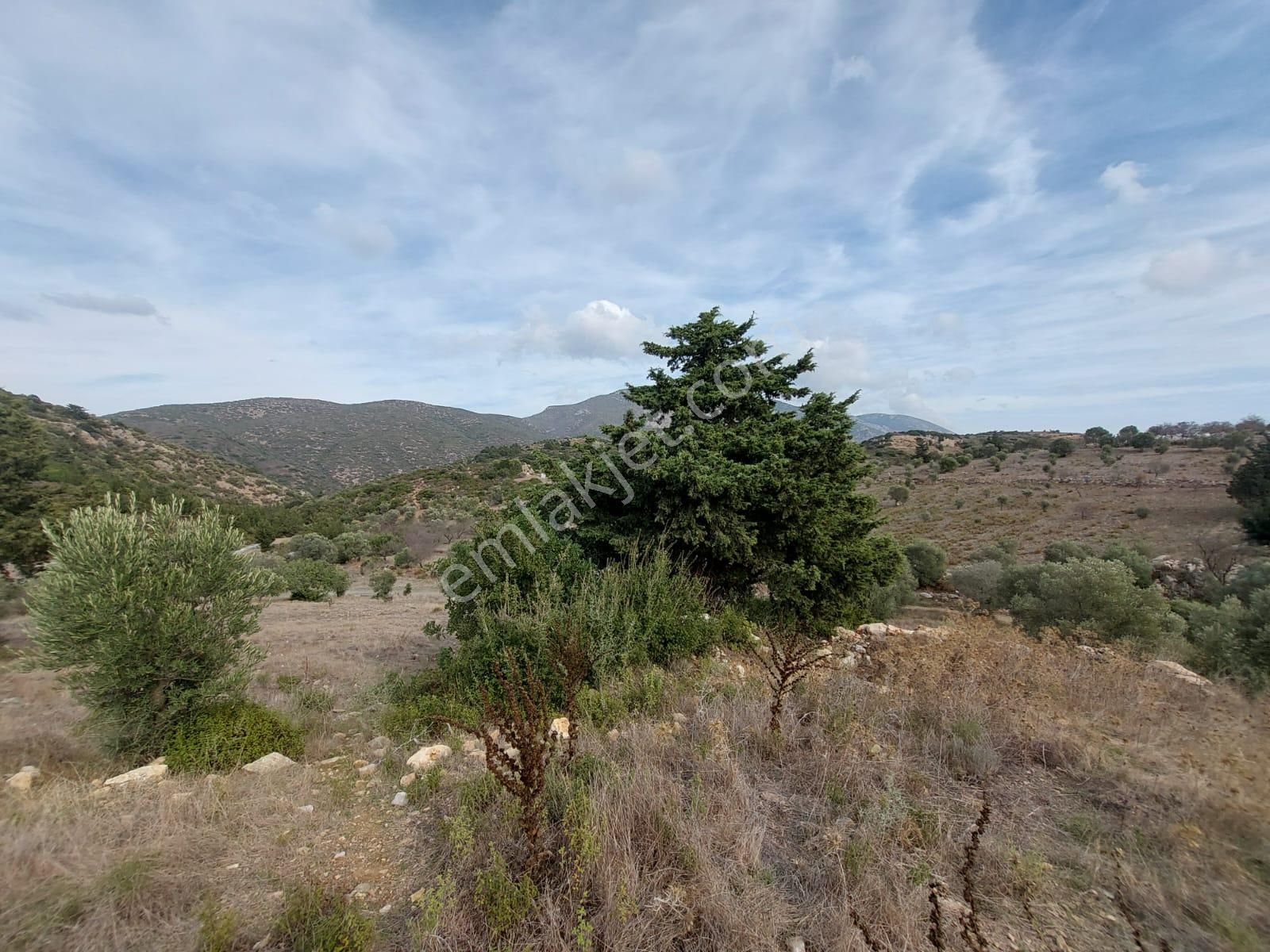 Muğla Datça Yazı’da 8.400 M² Müstakil Tapulu Satılık Kelepir Zeytinlik - Görsel 8