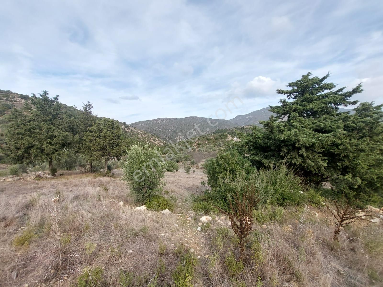 Muğla Datça Yazı’da 8.400 M² Müstakil Tapulu Satılık Kelepir Zeytinlik - Görsel 9