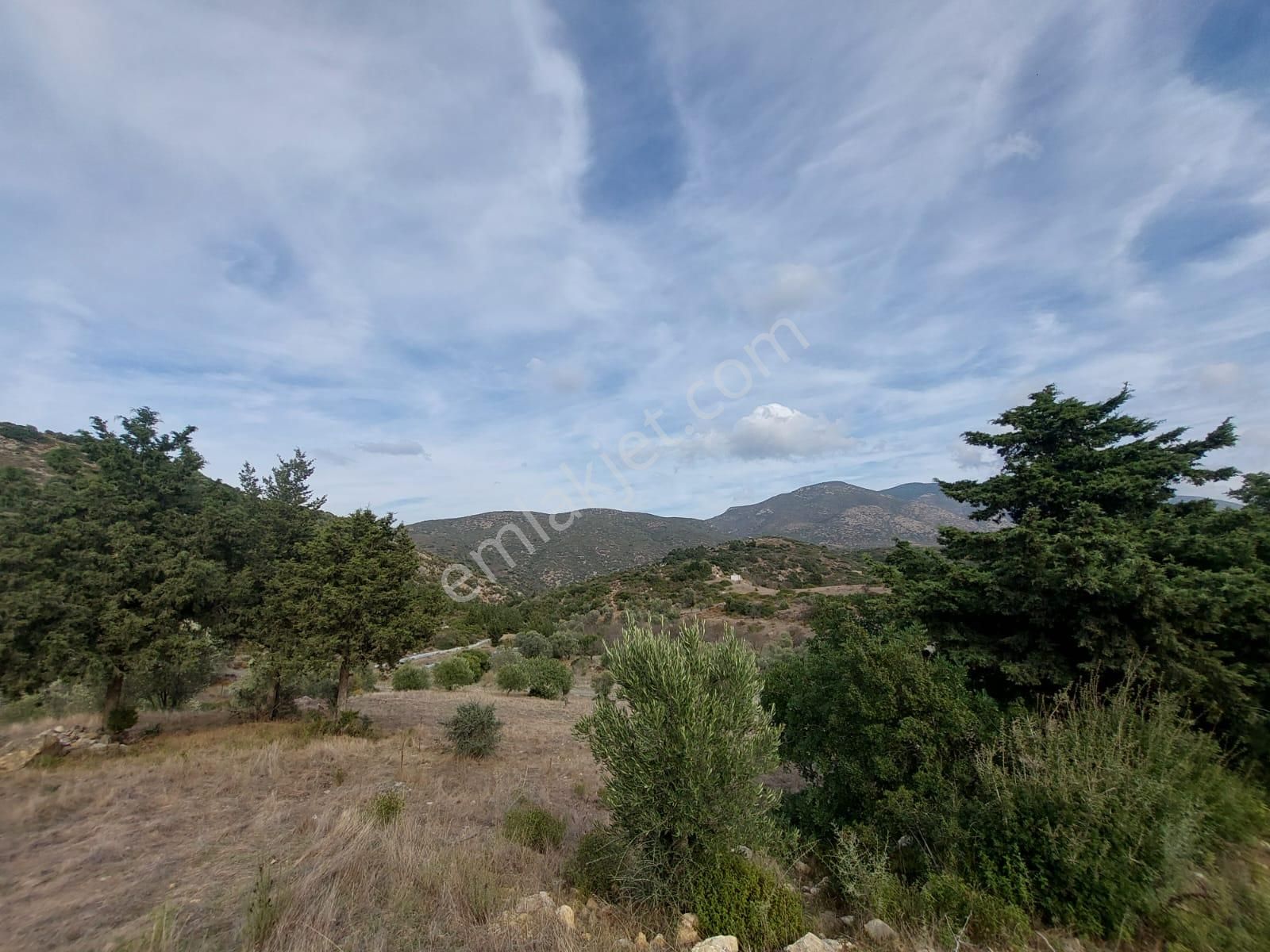Muğla Datça Yazı’da 8.400 M² Müstakil Tapulu Satılık Kelepir Zeytinlik - Görsel 6