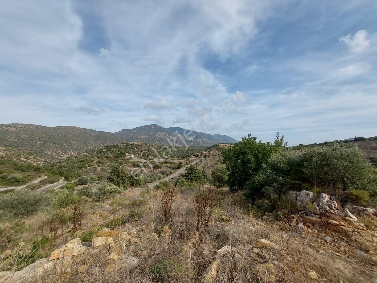 Muğla Datça Yazı’da 8.400 M² Müstakil Tapulu Satılık Kelepir Zeytinlik - Görsel 2