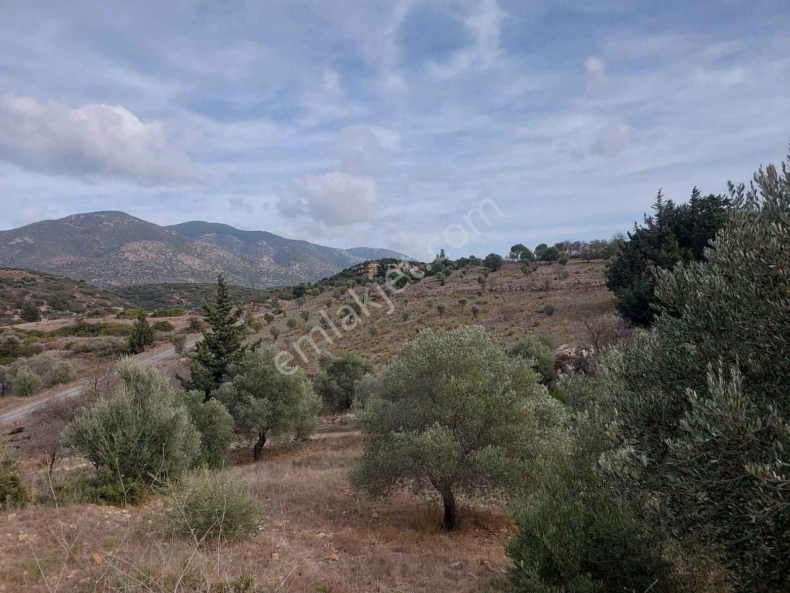 Muğla Datça Yazı’da 8.400 M² Müstakil Tapulu Satılık Kelepir Zeytinlik - Görsel 12