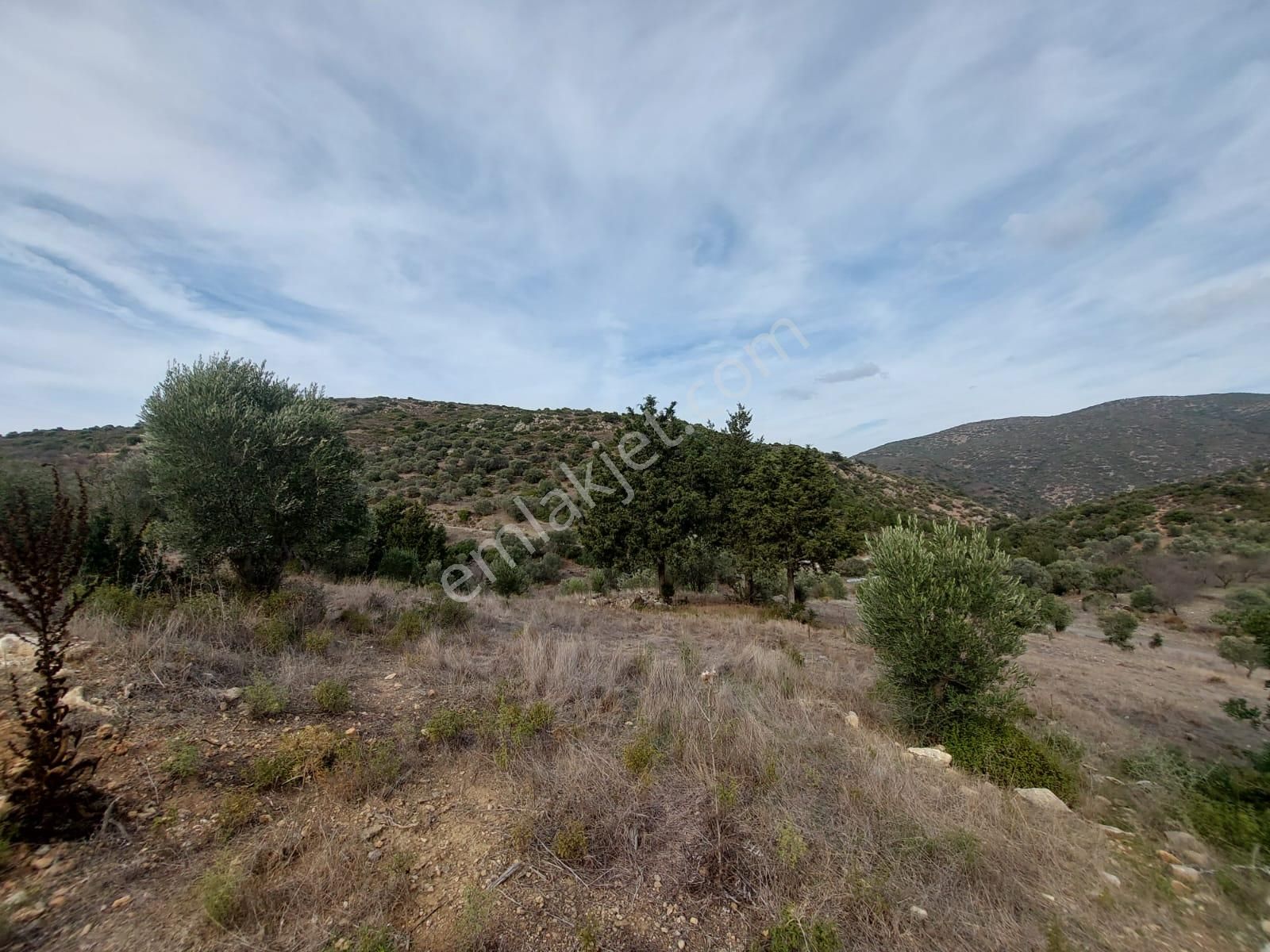 Muğla Datça Yazı’da 8.400 M² Müstakil Tapulu Satılık Kelepir Zeytinlik - Görsel 7