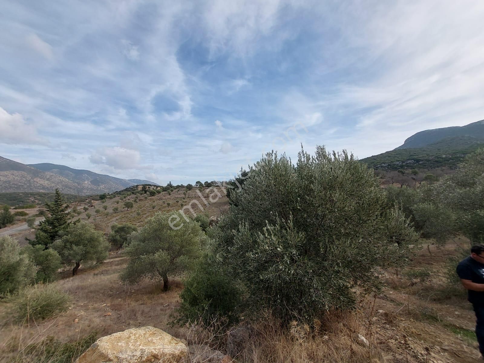 Muğla Datça Yazı’da 8.400 M² Müstakil Tapulu Satılık Kelepir Zeytinlik - Görsel 11