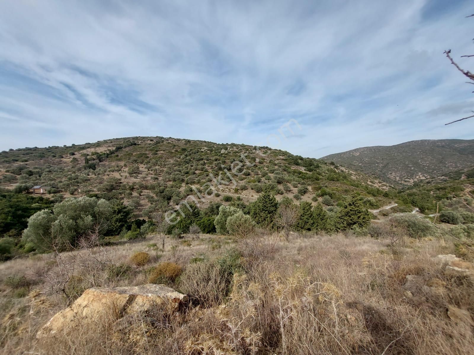 Muğla Datça Yazı’da 8.400 M² Müstakil Tapulu Satılık Kelepir Zeytinlik - Görsel 3