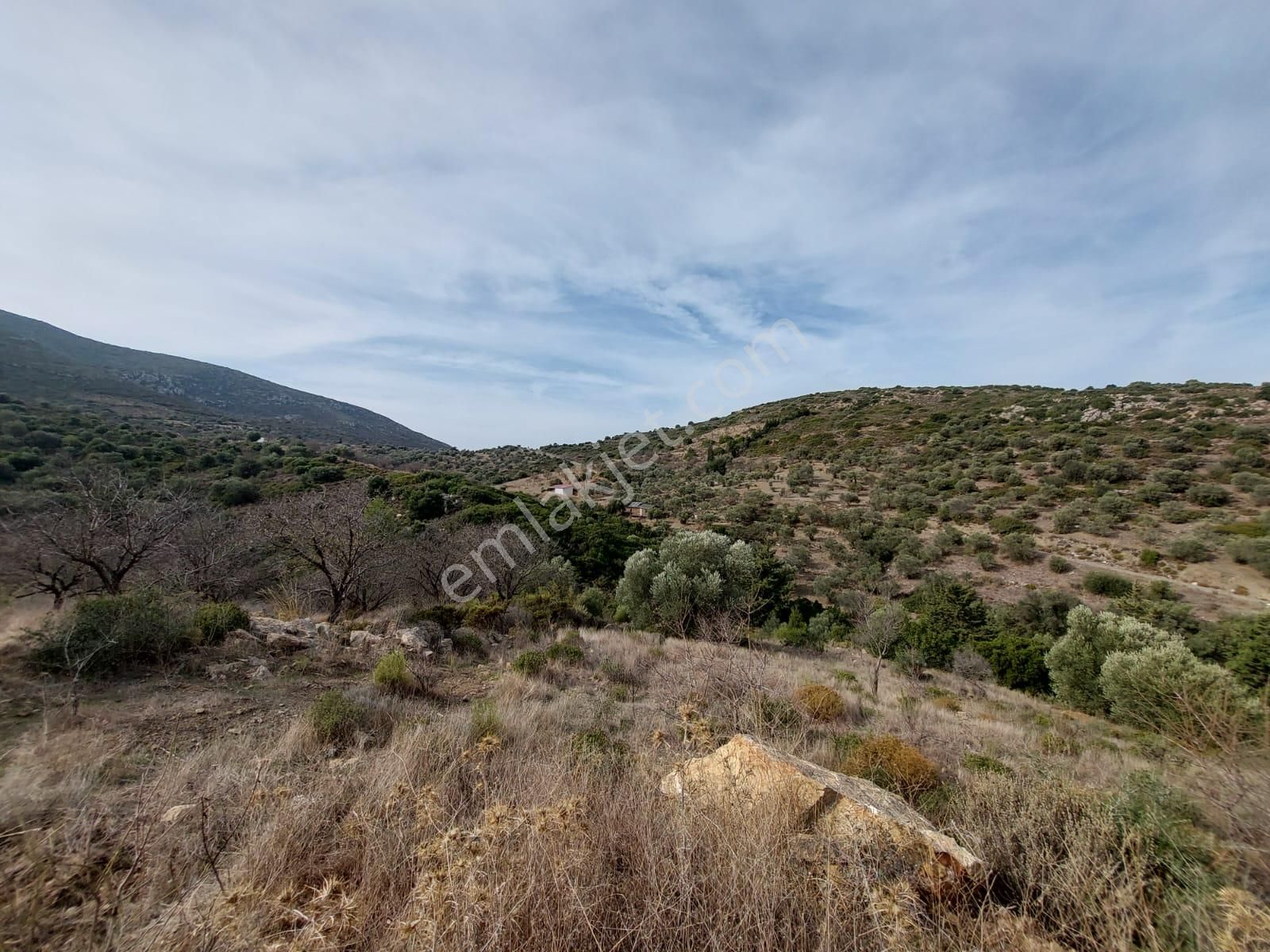 Muğla Datça Yazı’da 8.400 M² Müstakil Tapulu Satılık Kelepir Zeytinlik - Görsel 4