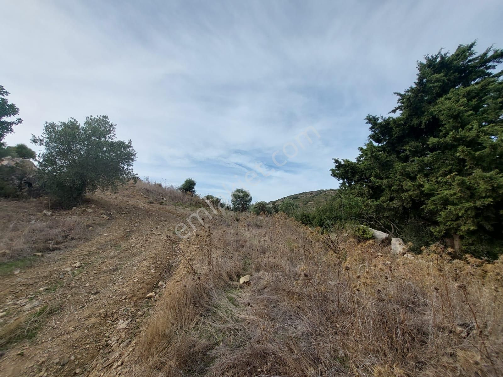 Muğla Datça Yazı’da 8.400 M² Müstakil Tapulu Satılık Kelepir Zeytinlik - Görsel 10