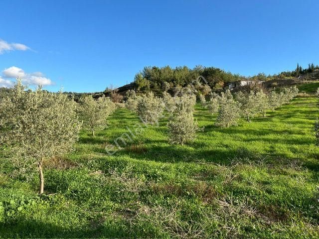 019 Köy Merkezine Yakın İçinde Evi Olan Arazi - Görsel 16