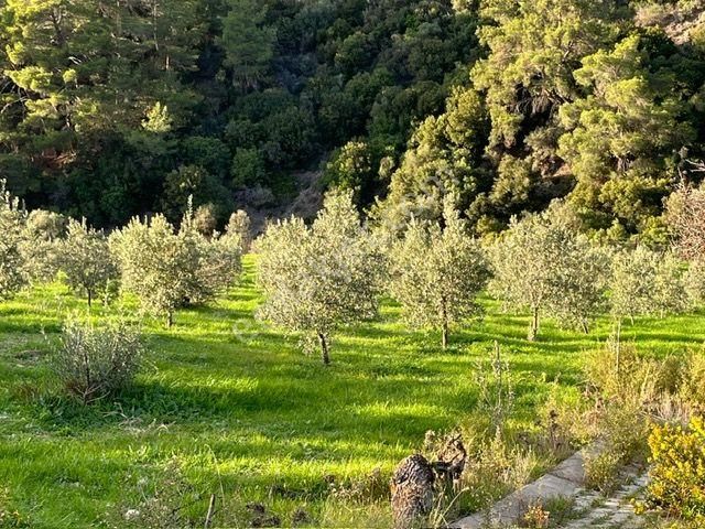 019 Köy Merkezine Yakın İçinde Evi Olan Arazi - Görsel 10