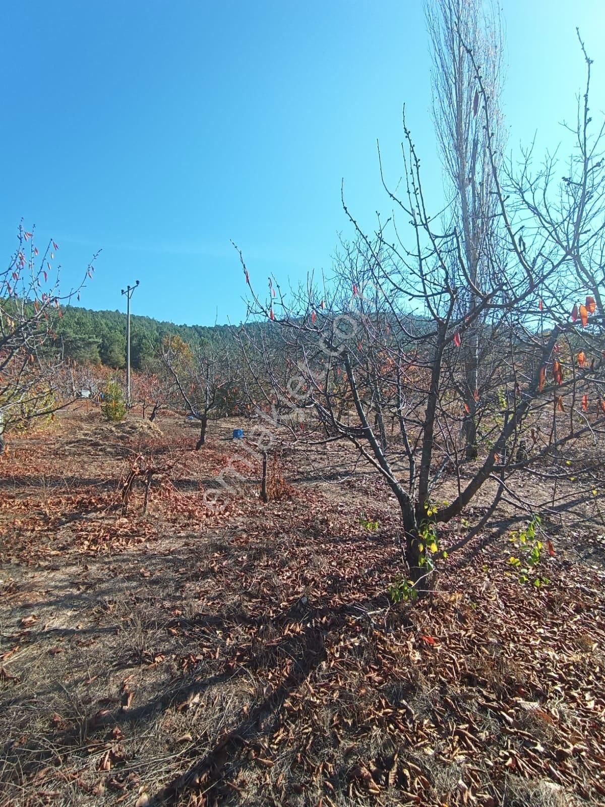 İzmir Bayındır Alankıyıda Muhteşem Konumda İmarlı Satılık Bahçe - Görsel 6
