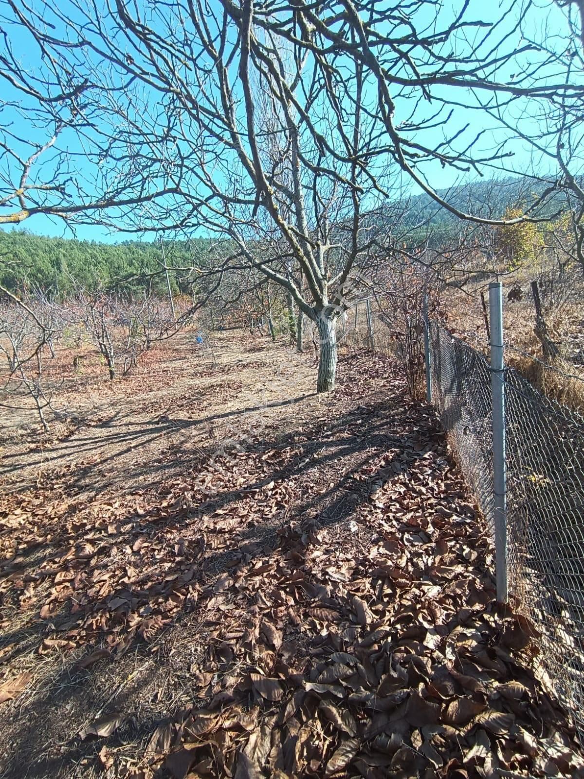 İzmir Bayındır Alankıyıda Muhteşem Konumda İmarlı Satılık Bahçe - Görsel 7