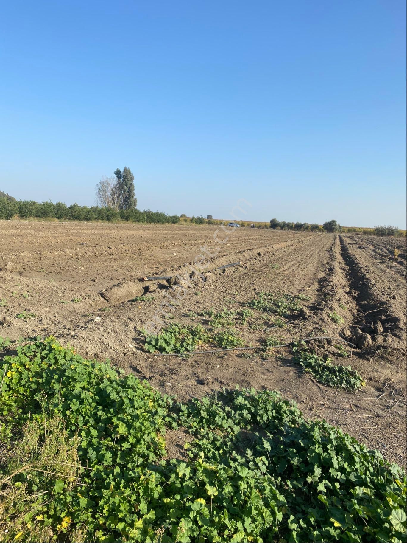 Atalar Köyünde Bulunan Tarlamız Satılıktır