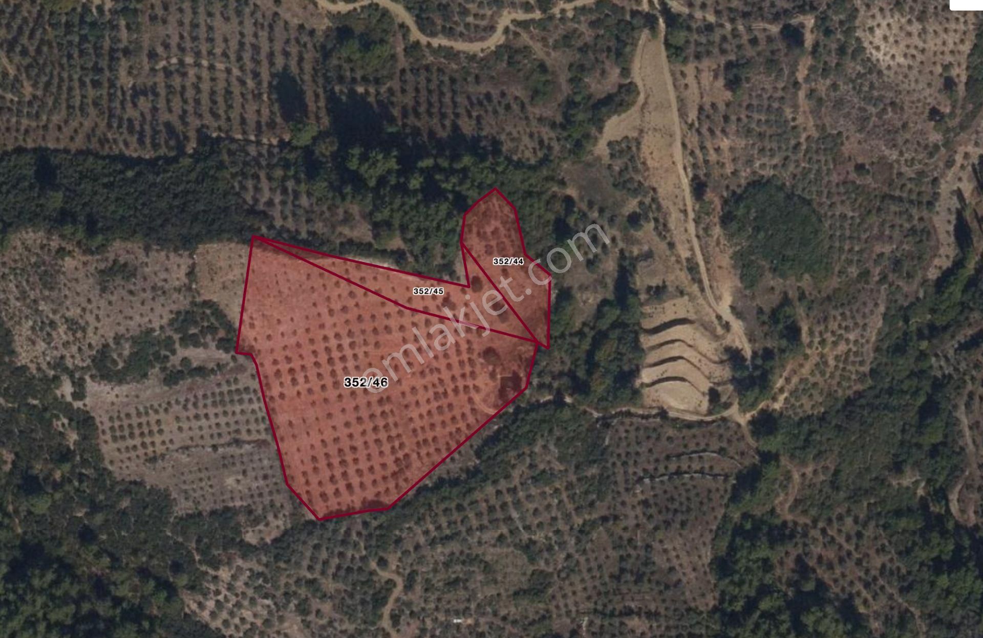Fiyat Güncellendi ! Muğla Yeşilyurt’ta Zeytinlik Tarla