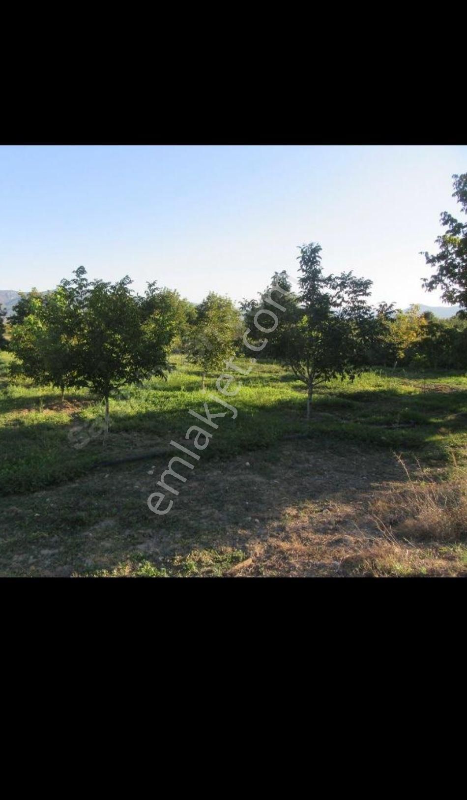 Satılık Pamukova Hayrettin Azda Olsa Pazarlık Payı Vardır - Görsel 5