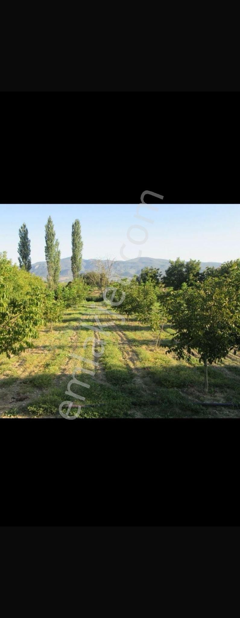 Satılık Pamukova Hayrettin Azda Olsa Pazarlık Payı Vardır - Görsel 6