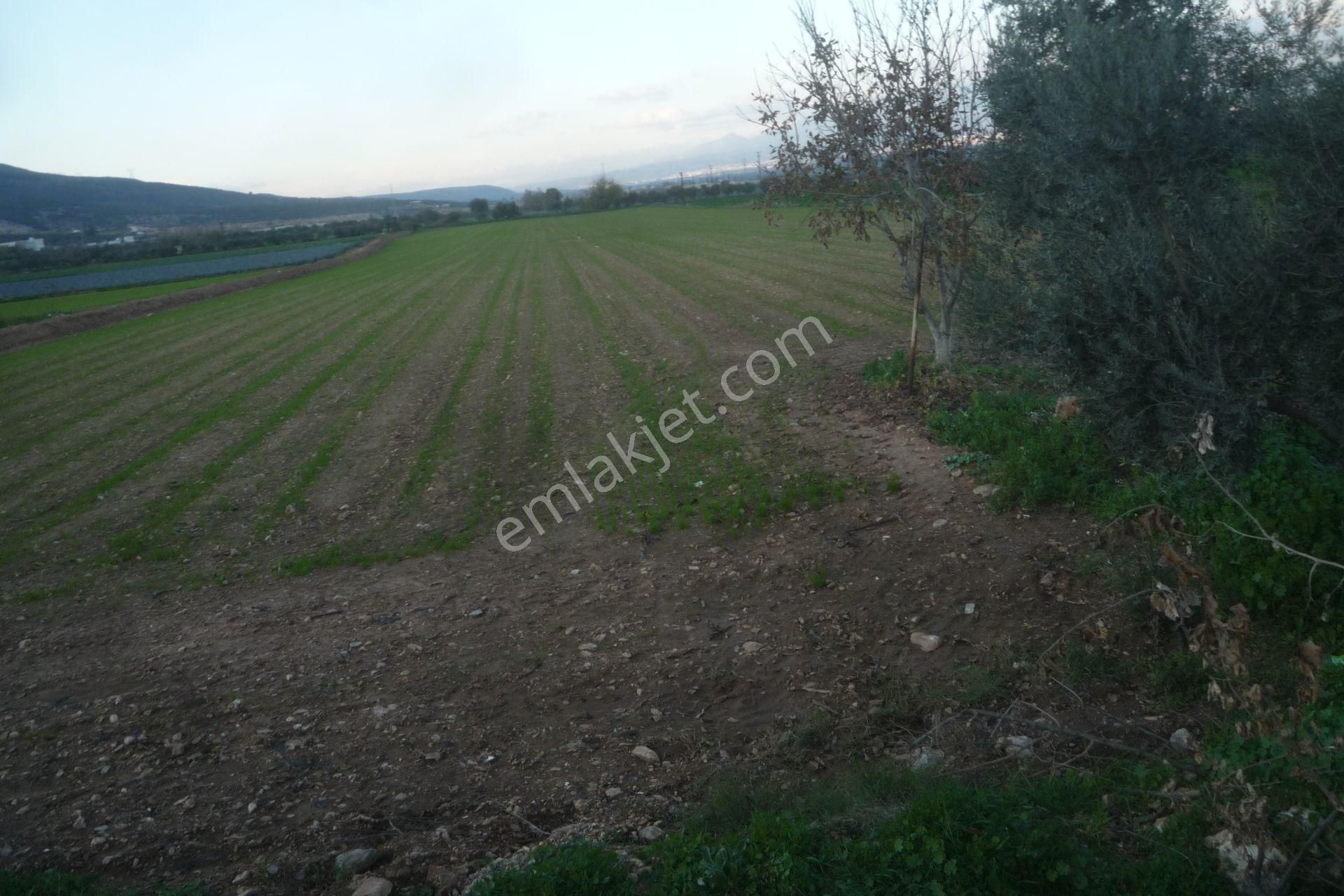 İzmir Torbalı Gold Emlaktan Satılık Güzel Konumda Tarla - Görsel 3
