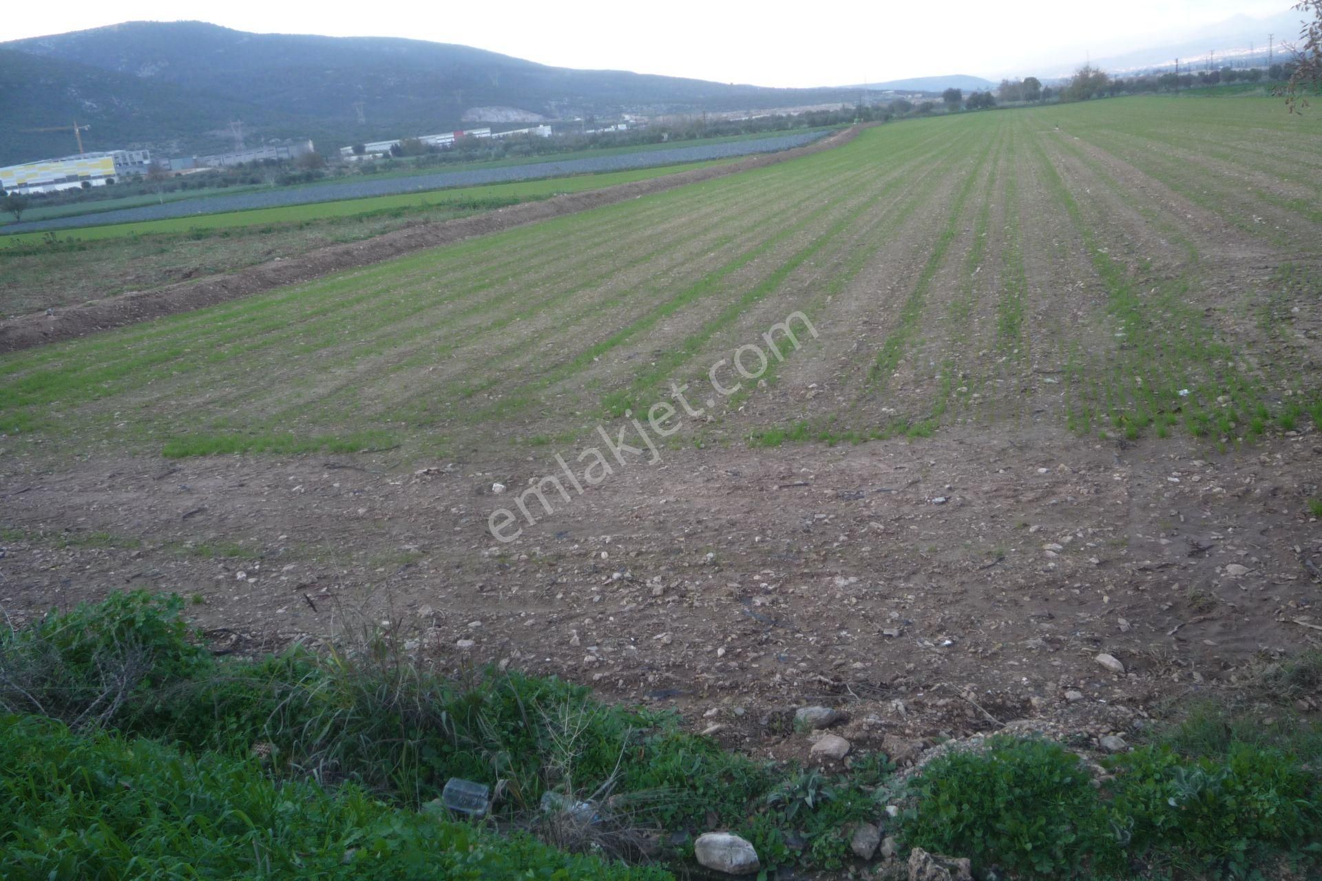 İzmir Torbalı Gold Emlaktan Satılık Güzel Konumda Tarla - Görsel 4