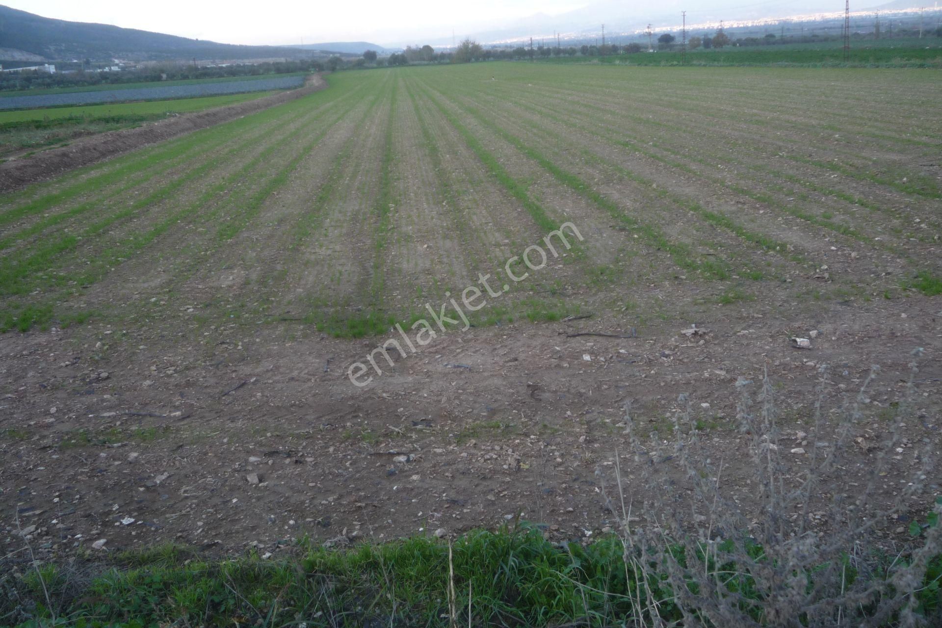 İzmir Torbalı Gold Emlaktan Satılık Güzel Konumda Tarla - Görsel 5