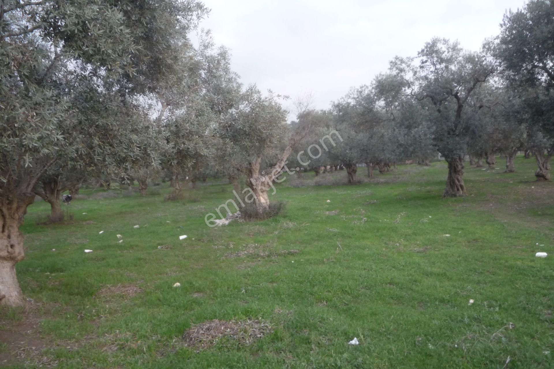 İzmir Torbalı Gold Emlaktan Satılık Zeytin Bahçesi - Görsel 3