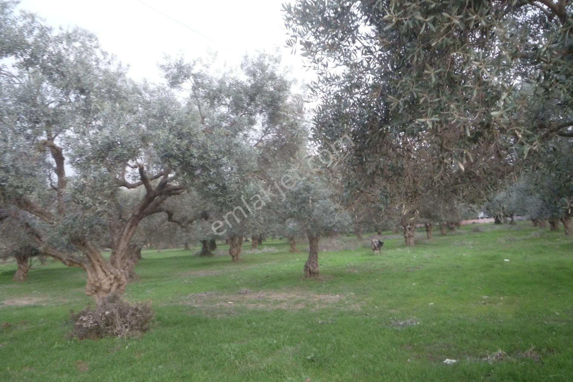 İzmir Torbalı Gold Emlaktan Satılık Zeytin Bahçesi - Görsel 6