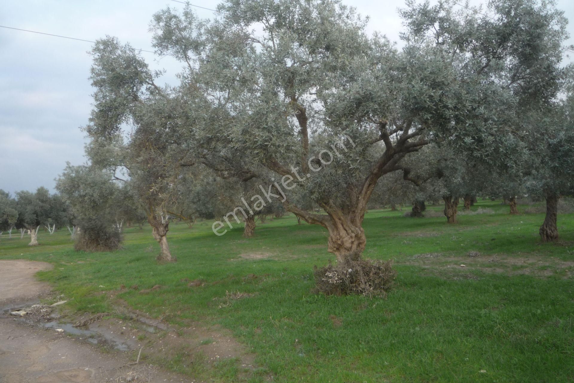 İzmir Torbalı Gold Emlaktan Satılık Zeytin Bahçesi - Görsel 7