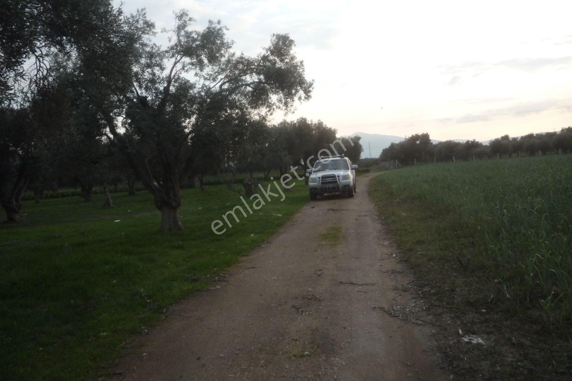 İzmir Torbalı Gold Emlaktan Satılık Zeytin Bahçesi - Görsel 8