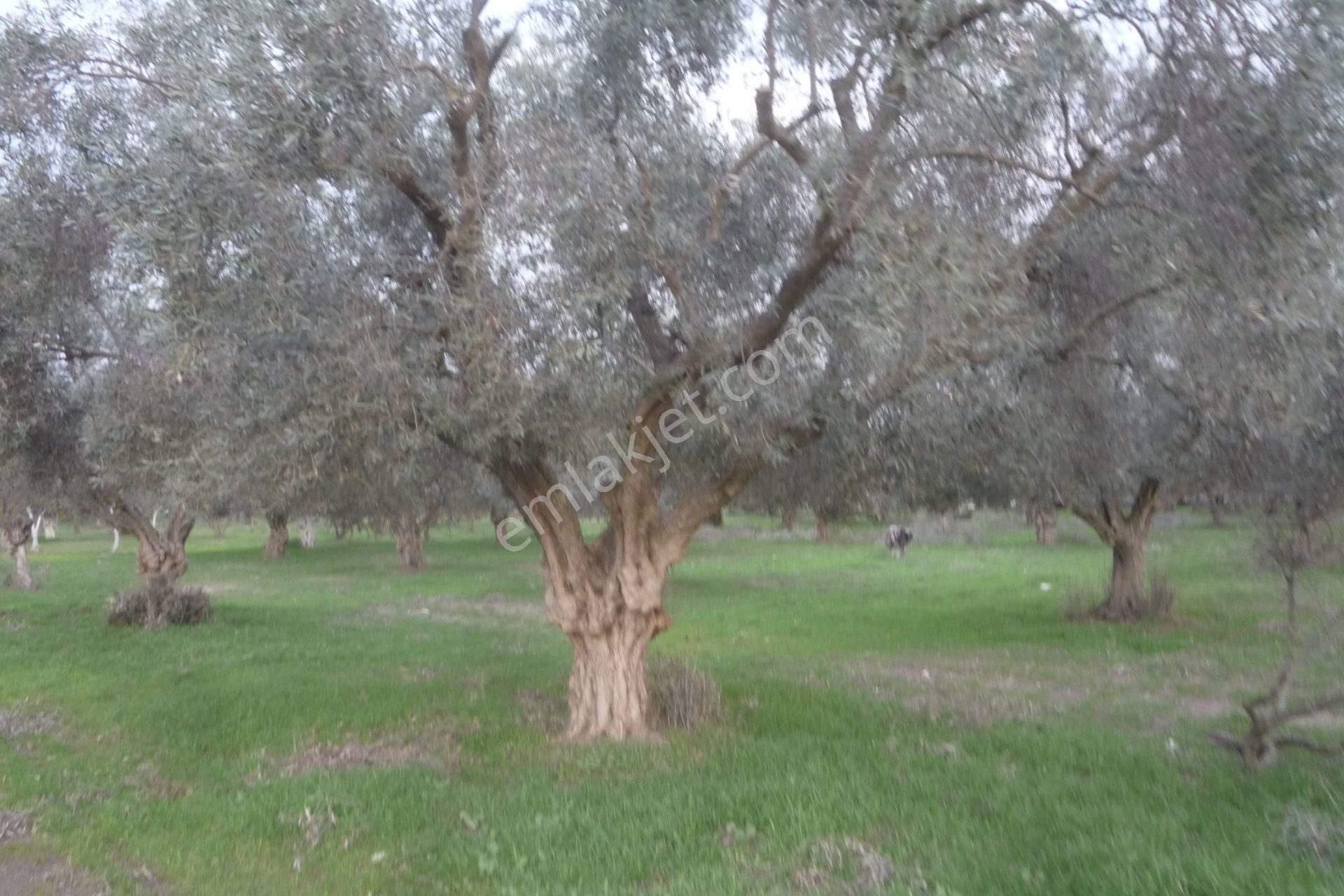 İzmir Torbalı Gold Emlaktan Satılık Zeytin Bahçesi - Görsel 5