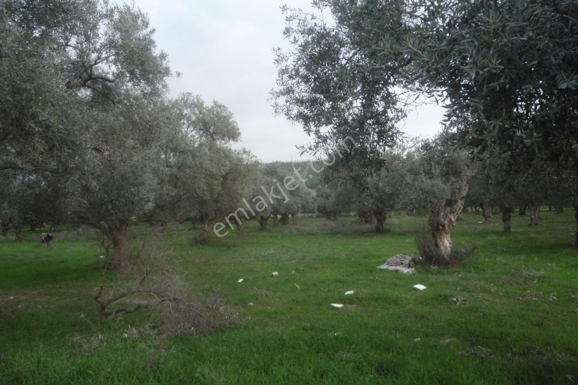 İzmir Torbalı Gold Emlaktan Satılık Zeytin Bahçesi - Görsel 4