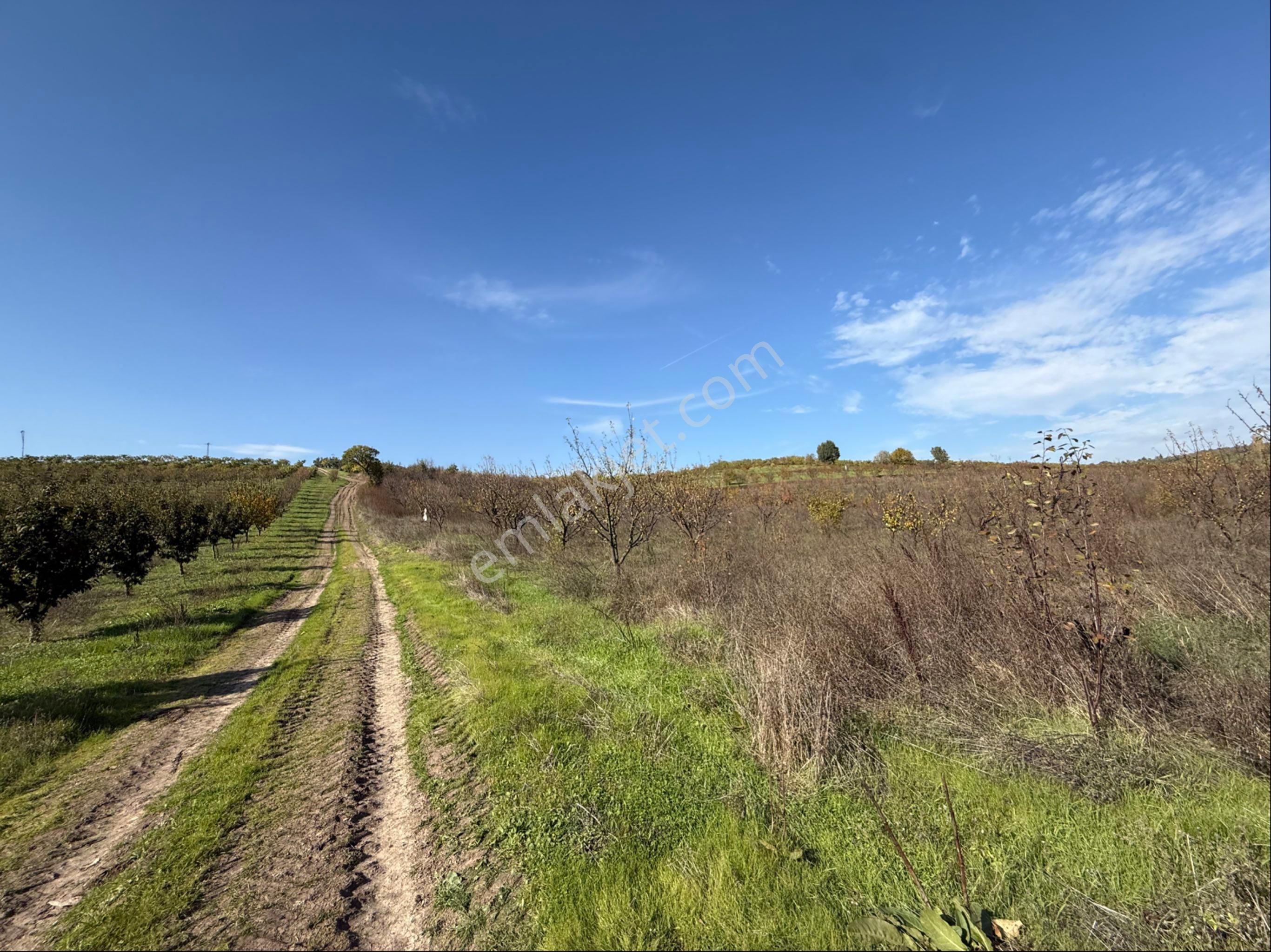 Osmangazi Avdancık’da Satılık Meyve Bahçesi