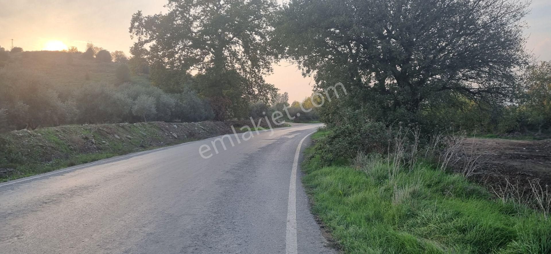Aydın Nazilli Yöntem Emlaktan Yenipazar Direcik Mahallesinde Asfalta Yakın Satılık Tarla - Görsel 6