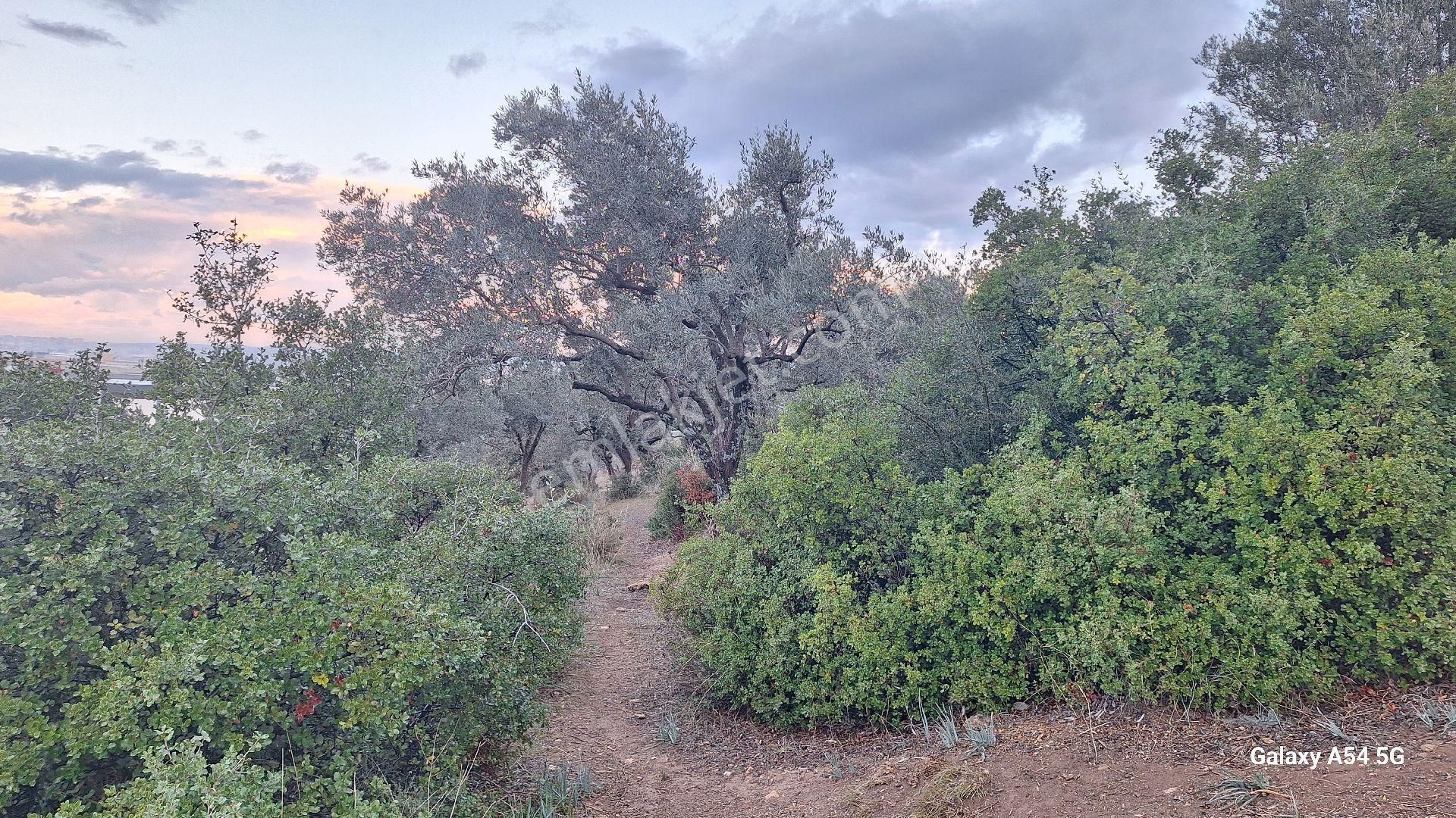 Satılık Da Arsa 463m² - Görsel 17