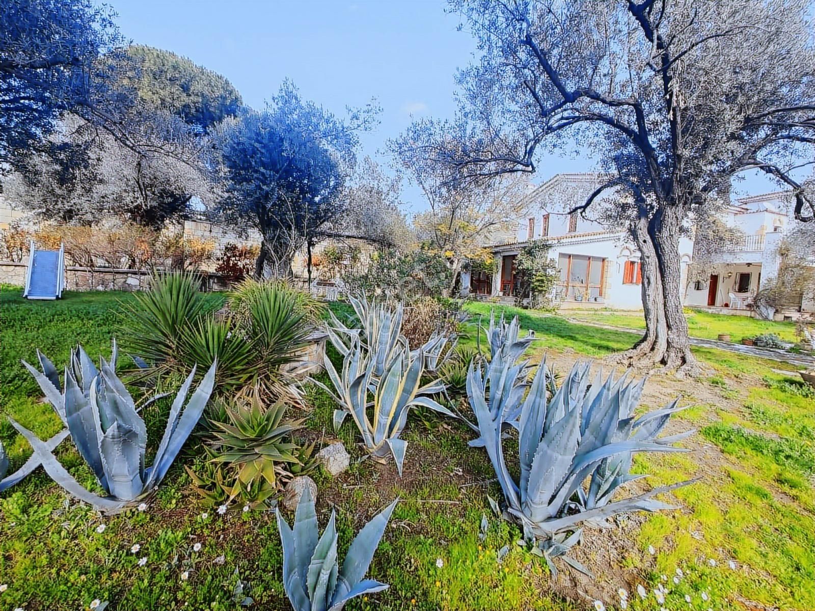 Foça'da 3650 M2 Arsa İçerisinde Satılık Malikane - Görsel 4