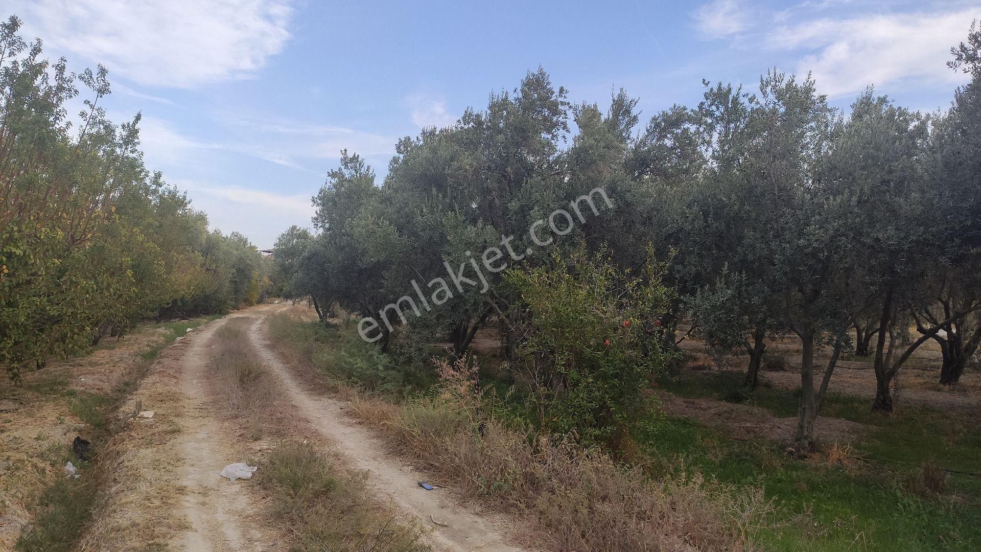 Palantepede Satılık Zeytin Bahçesi - Görsel 7