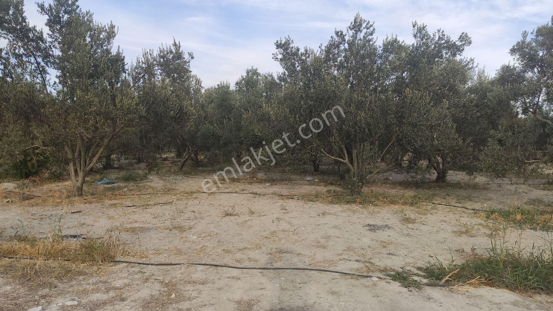 Palantepede Satılık Zeytin Bahçesi - Görsel 5