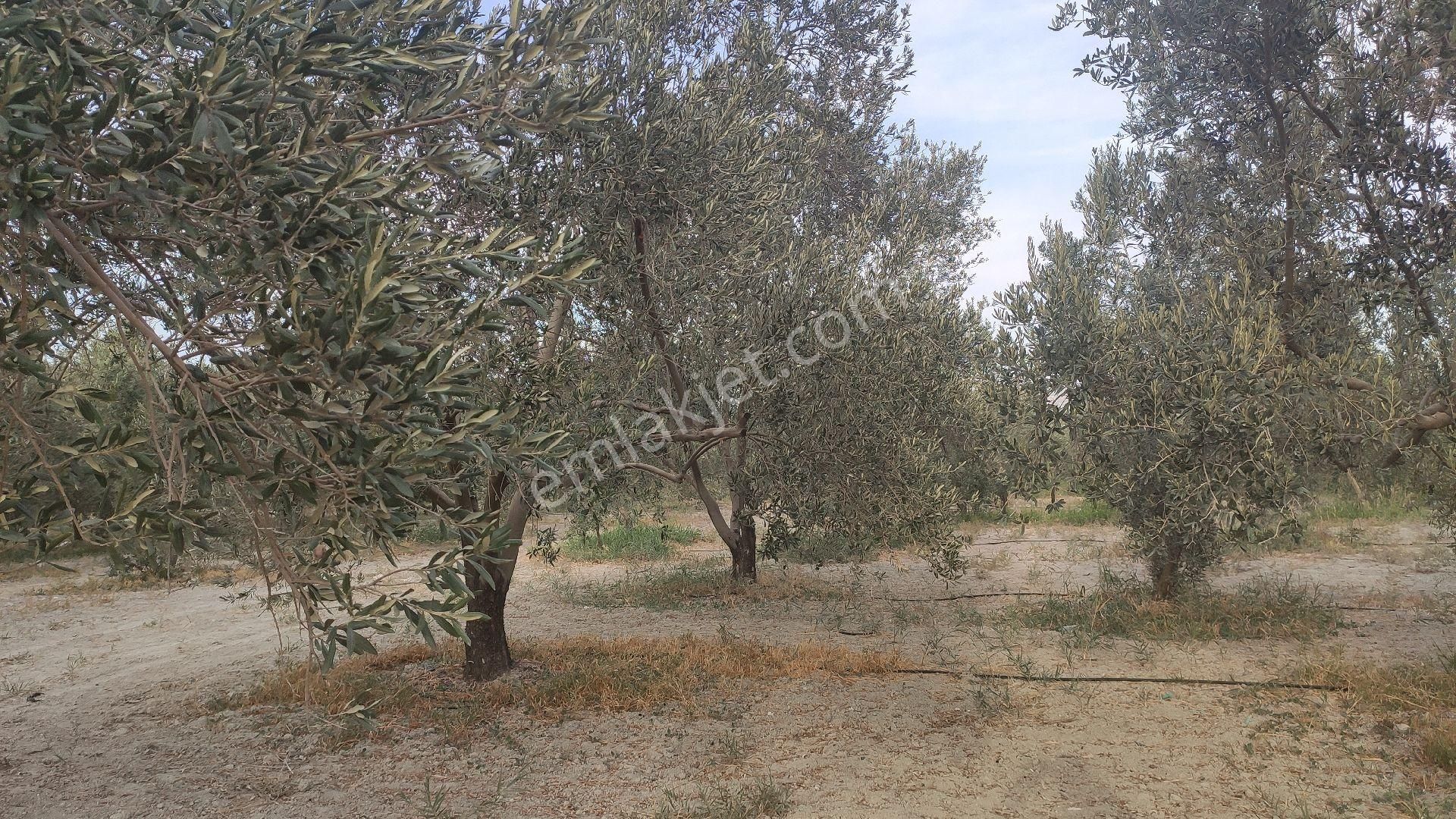 Palantepede Satılık Zeytin Bahçesi - Görsel 3