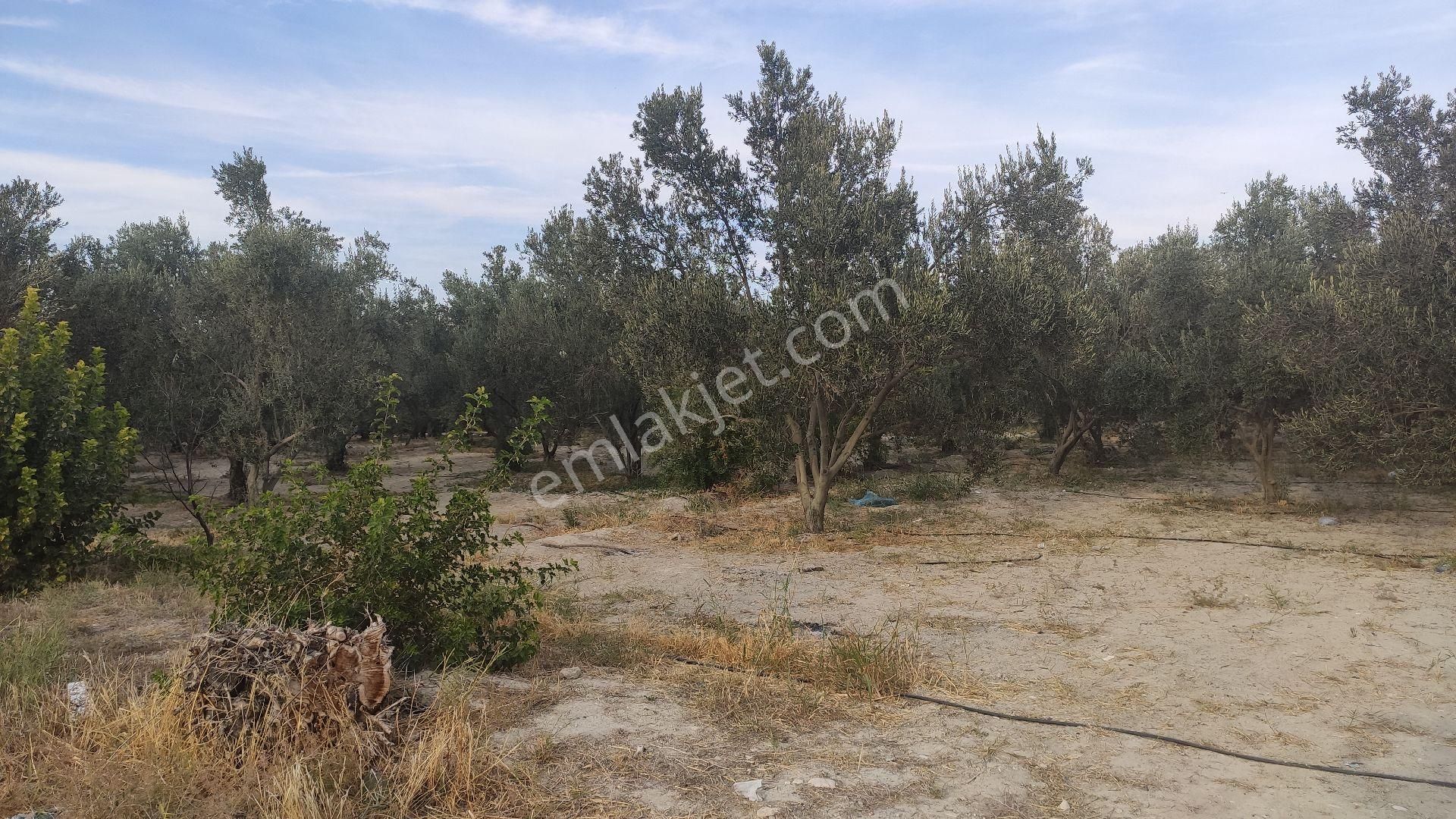 Palantepede Satılık Zeytin Bahçesi - Görsel 4