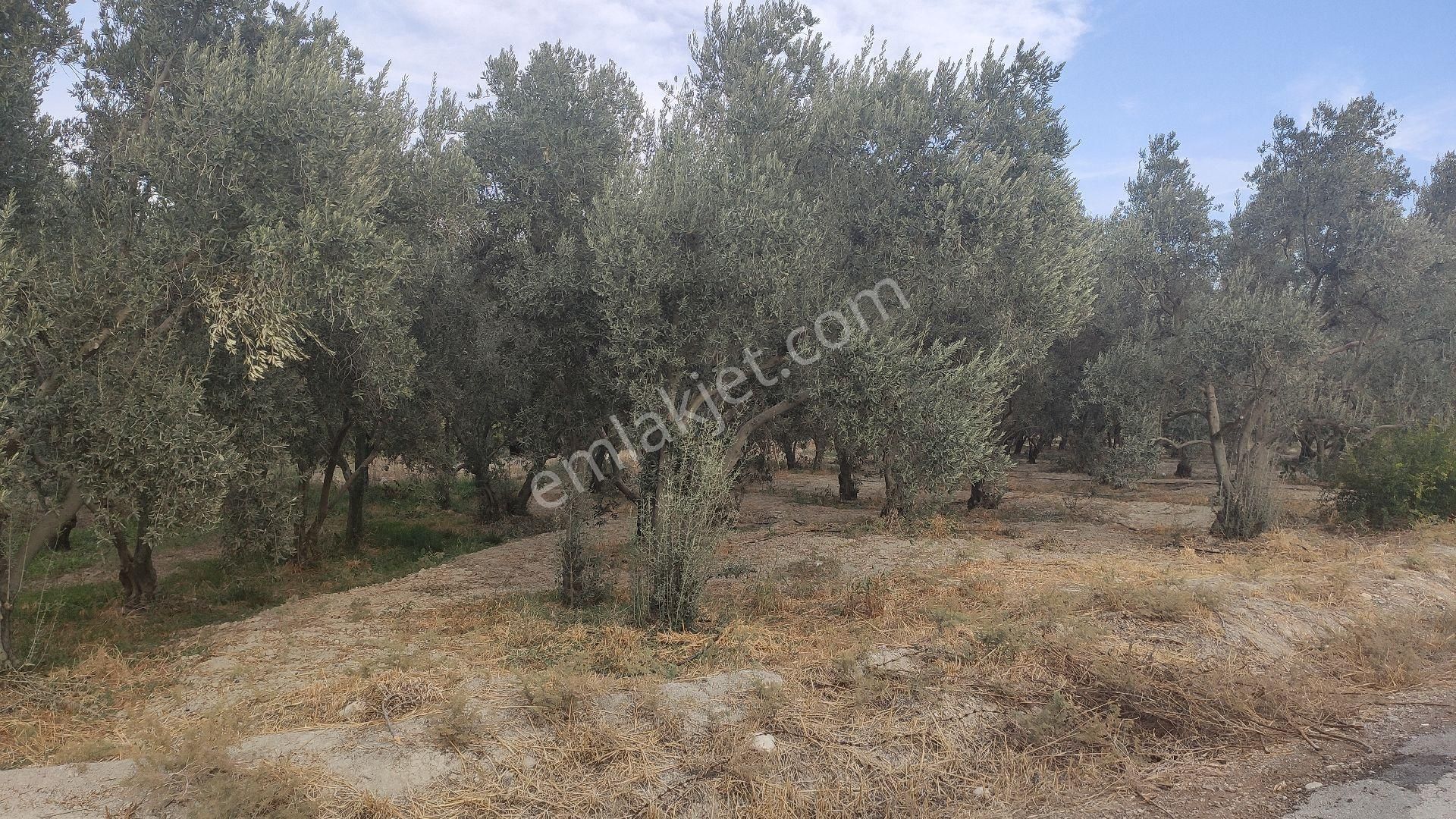 Palantepede Satılık Zeytin Bahçesi - Görsel 9