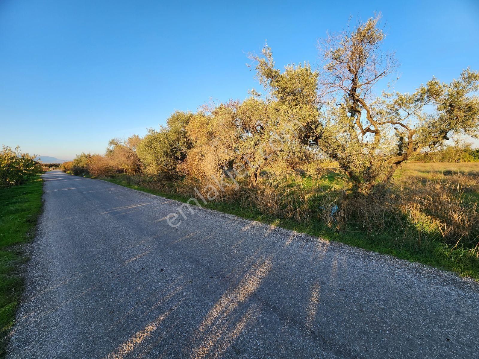Kemalpaşa Ören'de Çift Yol Cepheli Satılık Bahçe 6660m2 - Görsel 10