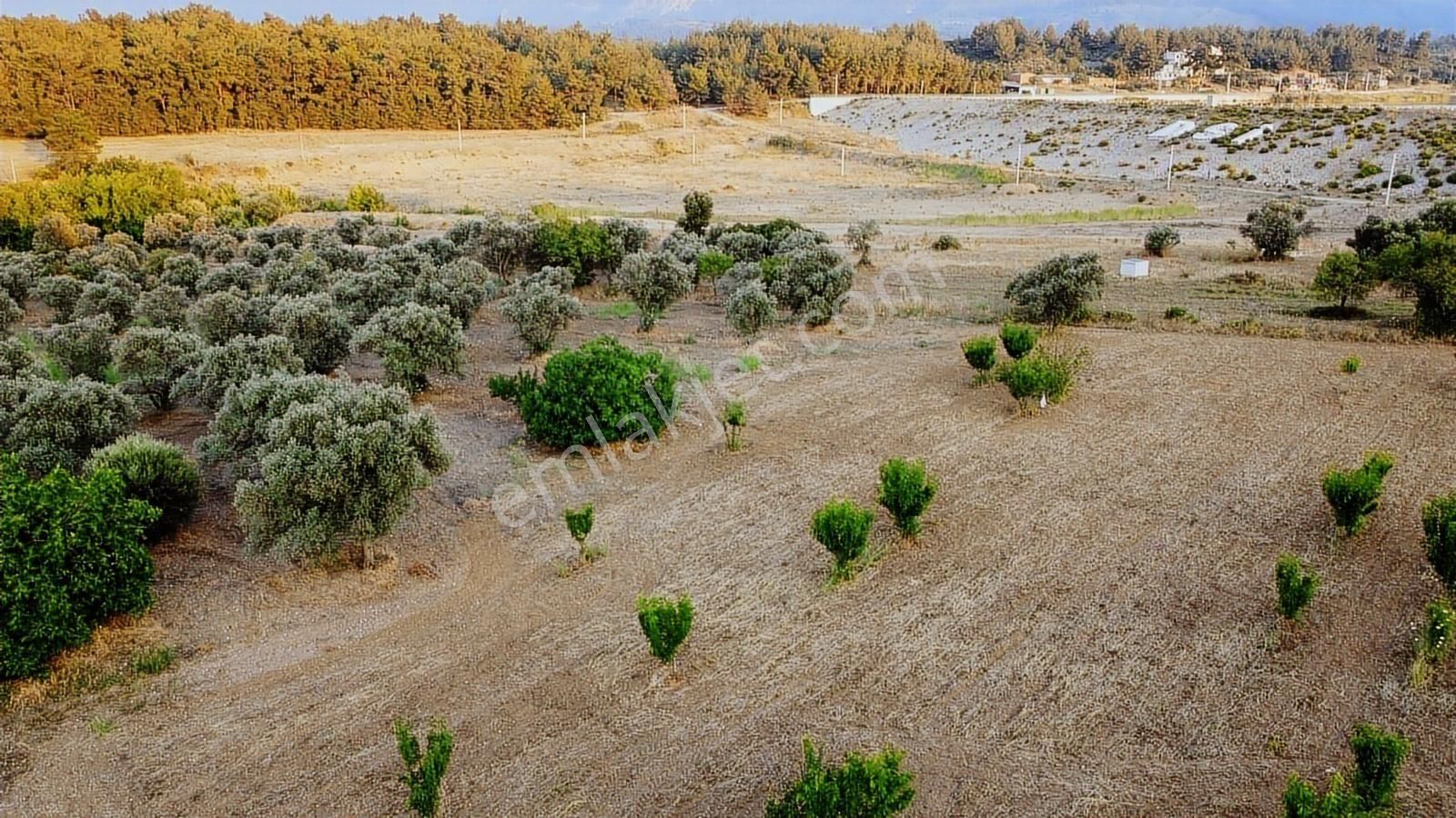 Kemalpaşa Gölet Yanı Satılık 38 Dönüm Arazi - Görsel 19
