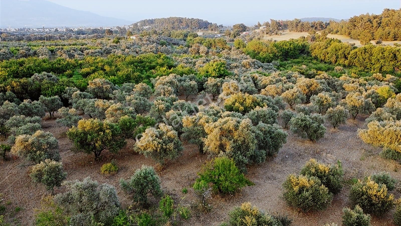 Kemalpaşa Gölet Yanı Satılık 38 Dönüm Arazi - Görsel 2
