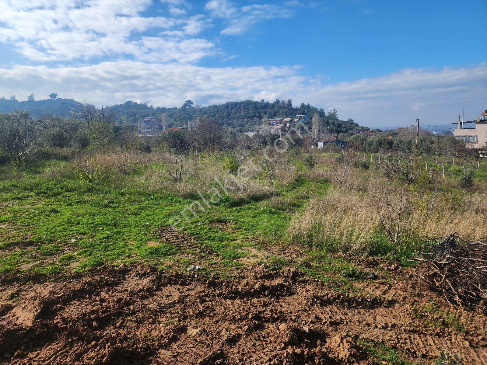 Kemalpaşa Armutlu'da Çarşıklı Mevkinde Satılık 4523 M2 Bahçe - Görsel 11