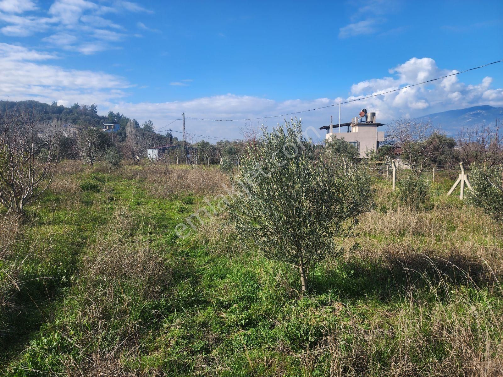 Kemalpaşa Armutlu'da Çarşıklı Mevkinde Satılık 4523 M2 Bahçe - Görsel 16